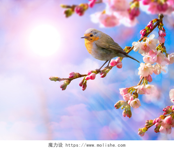明亮背景中粉红色的花和鸟抽象弹簧边框背景与粉红色的花